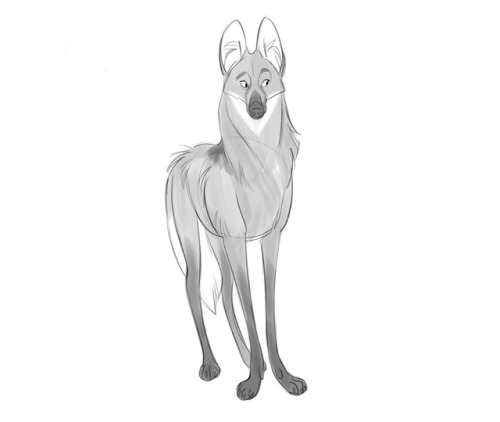 keeping with my trend of drawing goofy looking canid like creatures, here’s some maned wolves 