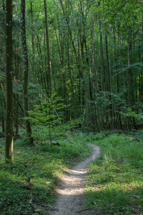 talkstotrees:paths19/08/03-16