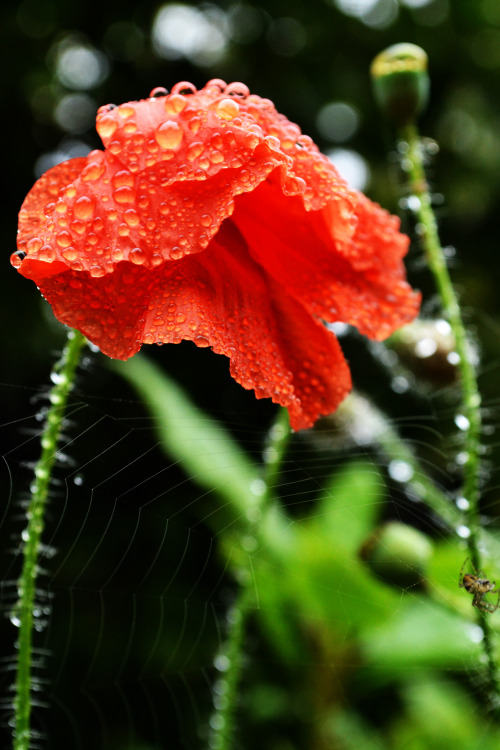 rain drops