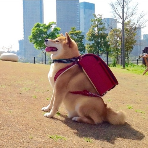 glassbonespaperskin:ready for school@mpuzzlegirl