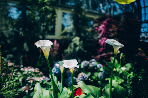 ashleyosborn: My day at the Garfield Park Conservatory (Chicago, IL). Rooms upon rooms of every plan