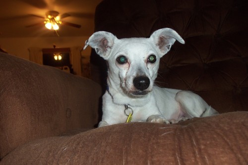  A better look of Molly, our newest dog. I haven&rsquo;t cleaned her face yet,