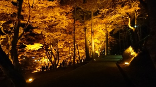 asuka0428:I went to 香嵐渓(Kourankei) to see the autumn foliage with a friend 友達と紅葉を見に香嵐渓へ行きました。Here is