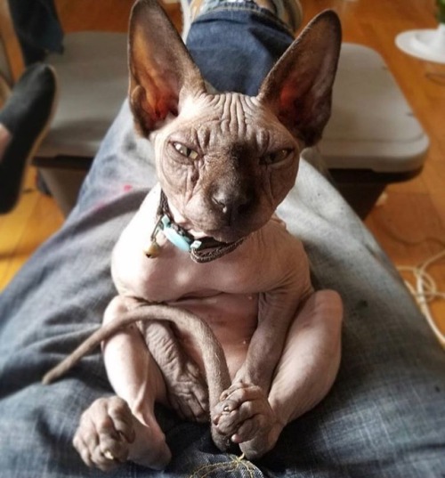 sphynxlair:The Daily Nude! 1.12 @adventuresofdobbyandkreacher Happy Friday! ❤️ #sphynxlair