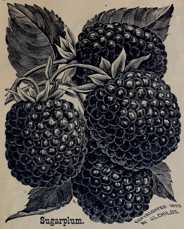 “New red blackberry.” Childs' rare flowers, vegetables, & fruits. 1898. Internet Archive