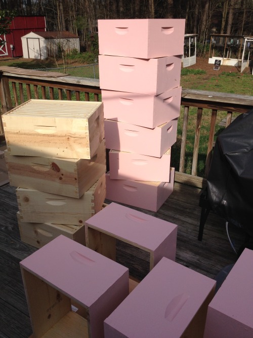 continent-of-wild-endeavor: Welp.  Pink beehives it is.