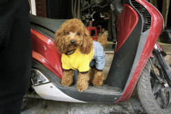 Met this little guy in Hanoi #dogsofvietnam http://fascination-st.tumblr.com/