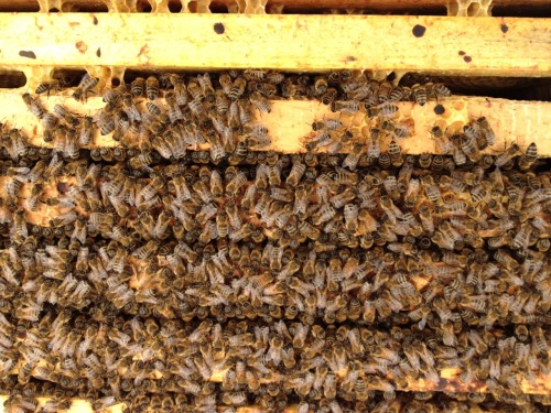 urban beekeeping