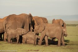 seeingelephants:  Elephants mourn the loss of a member of their herd who was poached for her ivory.  She left behind a young calf who needed to be rescued by the David Sheldrick Wildlife Trust and was eventually named Roi.   (photo via DSWT Facebook)