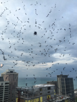 sixpenceee:  All of these mosquitos are trapped in this spider’s web! (Source) 
