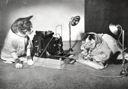 F. Boldingh - Cat As Photographer, 1950&Amp;Rsquo;S.