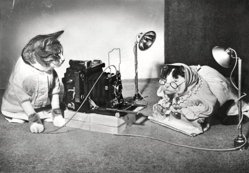 F. Boldingh - Cat as photographer, 1950’s.