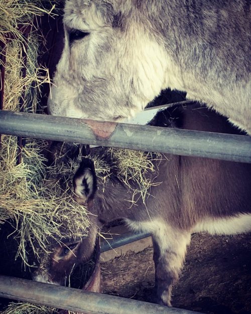 Baby #burro #donkey Enjoying #wine (at The Windmill Winery) https://www.instagram.com/p/CJkFZRQhfiA/