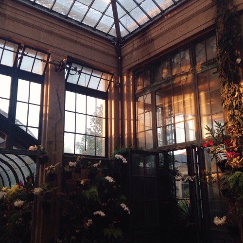 ohantom:sunsets in the conservatory are something else