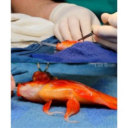 fortheloveoforca:  kittenfossils:  seaslaverysucks:  A 10-year-old goldfish named George underwent a successful 45-minute surgery to remove a life-threatening tumor last week. His Australian owners took him to the vet when they realized he was acting