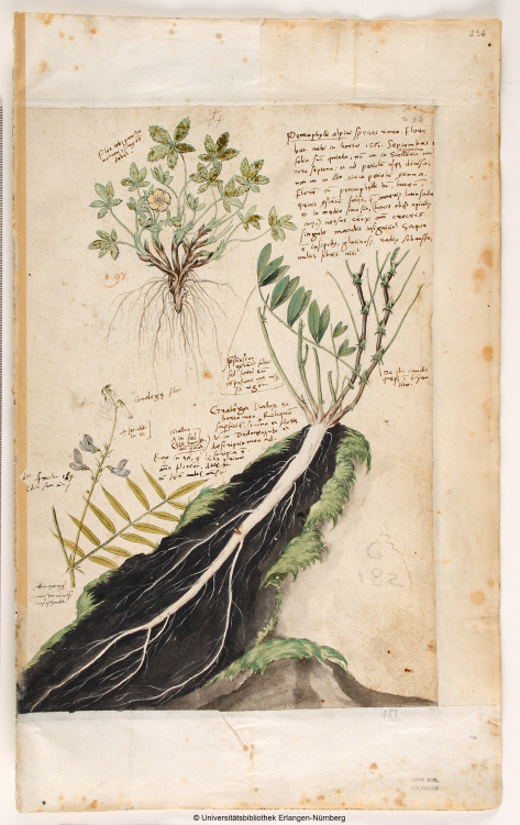 Conrad Gessner, pages from “Historia plantarum”, 1555-65. Nuremberg, Germany. Universitätsbibliothek