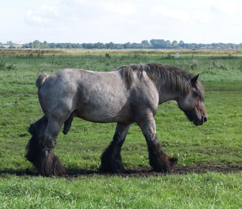 gorgeousstallions: Big handsome guy.