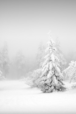 etherealvistas:  Stand out in the cold (Germany) by Susu_tD 