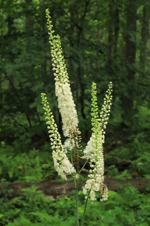 Blinded by the green: a walk through the summer forest.