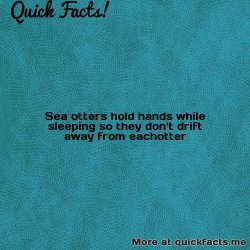 dailycoolfacts:  Quick Fact: Sea otters hold