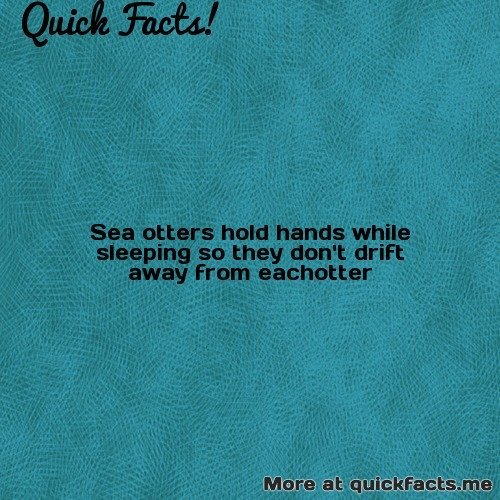 dailycoolfacts:  Quick Fact: Sea otters hold adult photos