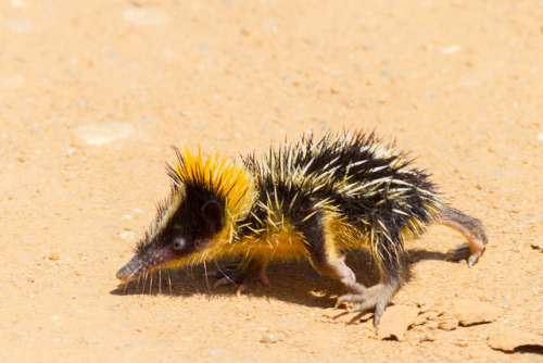 end0skeletal: There are 34 species of tenrec, a small omnivorous animal endemic to Madagascar and pa