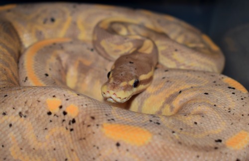 Some adorable Ball Pythons I work with at P.T. Reptiles.1: Black Pastel Banana2: Banana Clown3: Pieb