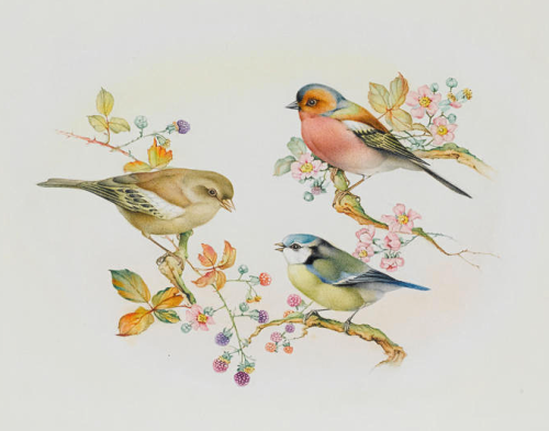 pinkstarlightcomputer:EDWARD JULIUS DETMOLD “Bluetit, greenfinch and goldfinch seated on hawth