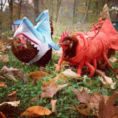 horrorandhalloween:Pet Halloween costumes: Birds