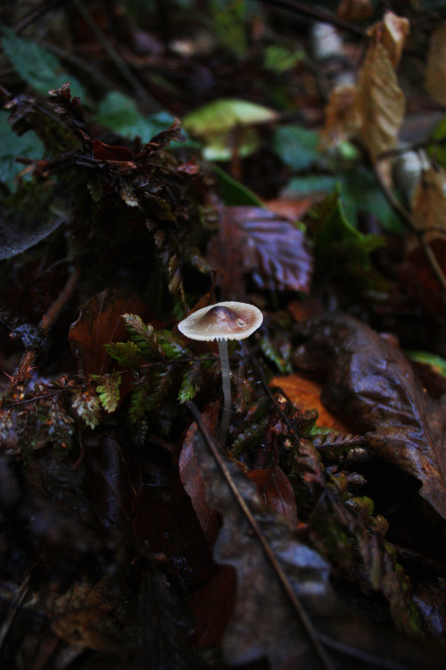 graymanphotography: This photo represents autumn for me. The colourful leaf litter, the wet moist gr