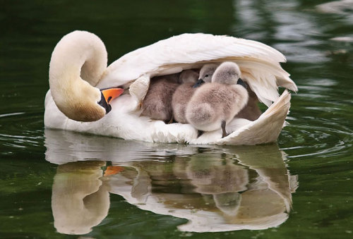 boredpanda: Birds Taking Care Of Their Babies