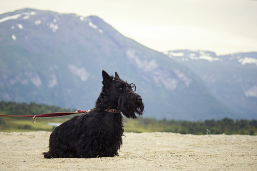 kimblewick:  spartathesheltie:  Tara, the only Nordfjord Scottie  majestic wee black beastie