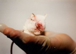 nuclearharvest:  Burn experiments on mice a waste of time, money, lives via     This is fucking horrible! 😢