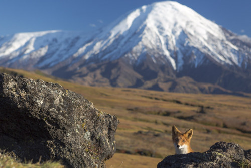 warcrimesimulator:Anadyr red fox (Vulpes vulpes beringiana)Kamchatka Peninsula, Russian Far East  © Денис Будько 	  	 						 			     