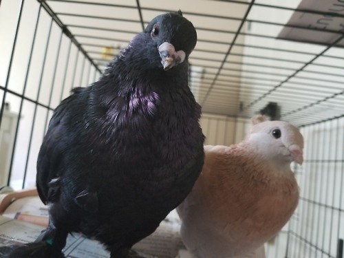 chickenkeeping:shes just purple