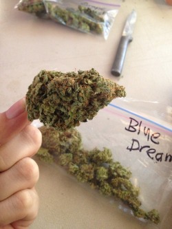 strictly-hydroponic:  Some Blue Dream