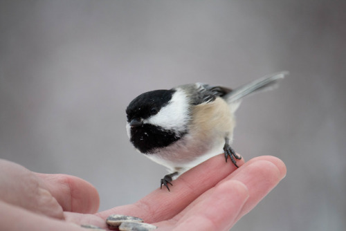 fact chickadees like to fight.  fact they also like cashews.