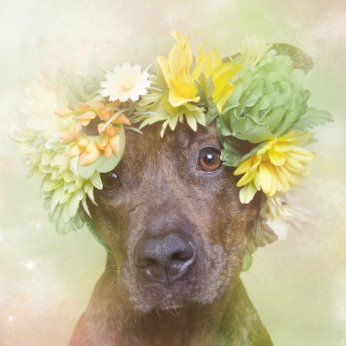 melesmelesxvx:  tinyfrightenedanimals:  mymodernmet:  Photographer Sophie Gamand’s new series Flower Power portrays pit bulls in a softer, dreamier light to highlight their sweet nature.  bugsburgers  oh my days. No one needed to do this to convince