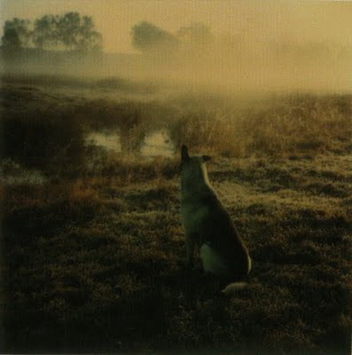 journalofanobody:  Tarkovsky polaroid