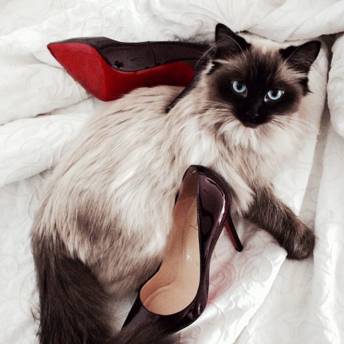 cielles:  http://cielles.tumblr.com/