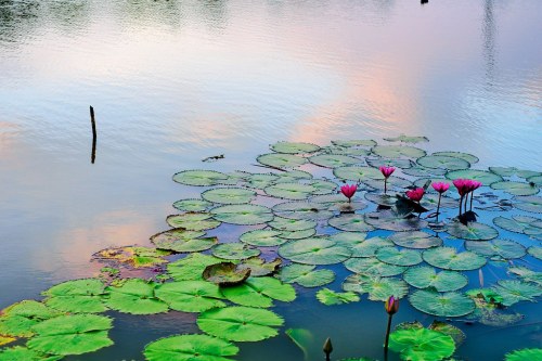 Norsez Oh (based Nong Bua Rawe, Chaiyaphum, Thailand) - Waterlilies love the sunset sky too, 2012, P