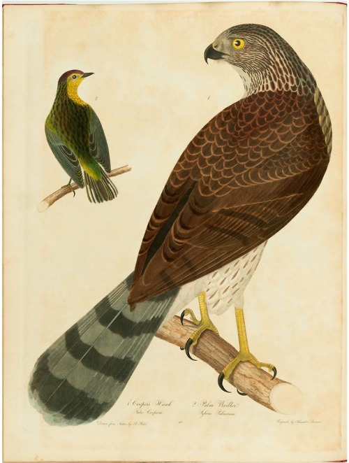 From: Bonaparte, Charles Lucian, 1803-1857. American ornithology, or, The natural history of birds i