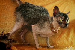 damasquerade:  bonesniffer:  This is a Lykoi
