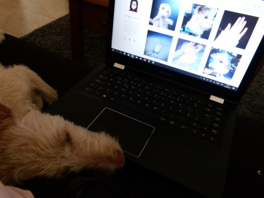 Tumblr media