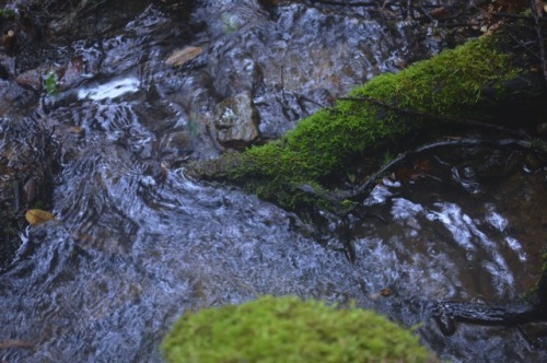 megarah-moon: There’s just something magical about a little waterfall in a forest✨ (Navarro Ri