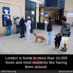 mindblowingfactz:  London is home to more than 10,000 foxes and most residents like having them around.