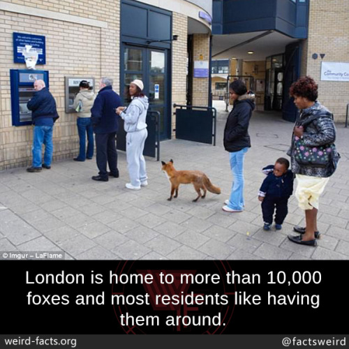 Porn photo mindblowingfactz:  London is home to more