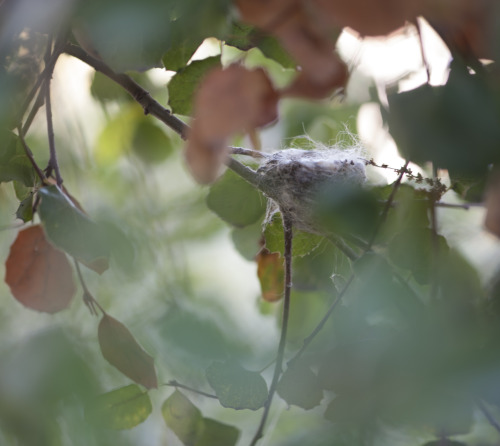 This garden has many hummingbirds who come for the all honeysuckle and blossom.  Since we put in som