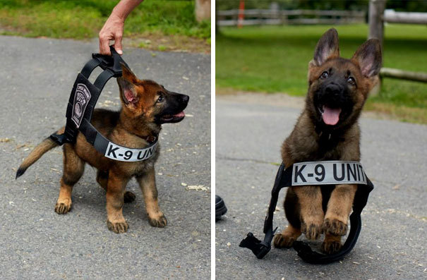 melbtradie:  deleted-scenes: mayahan: Puppies On Their First Days Of Work  EMPLOYEES