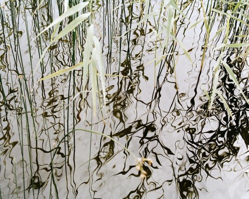 Marius Schultz (Norwegian, b. 1962, Oslo, Norway) - Reeds Next Summer, 2009   Photography